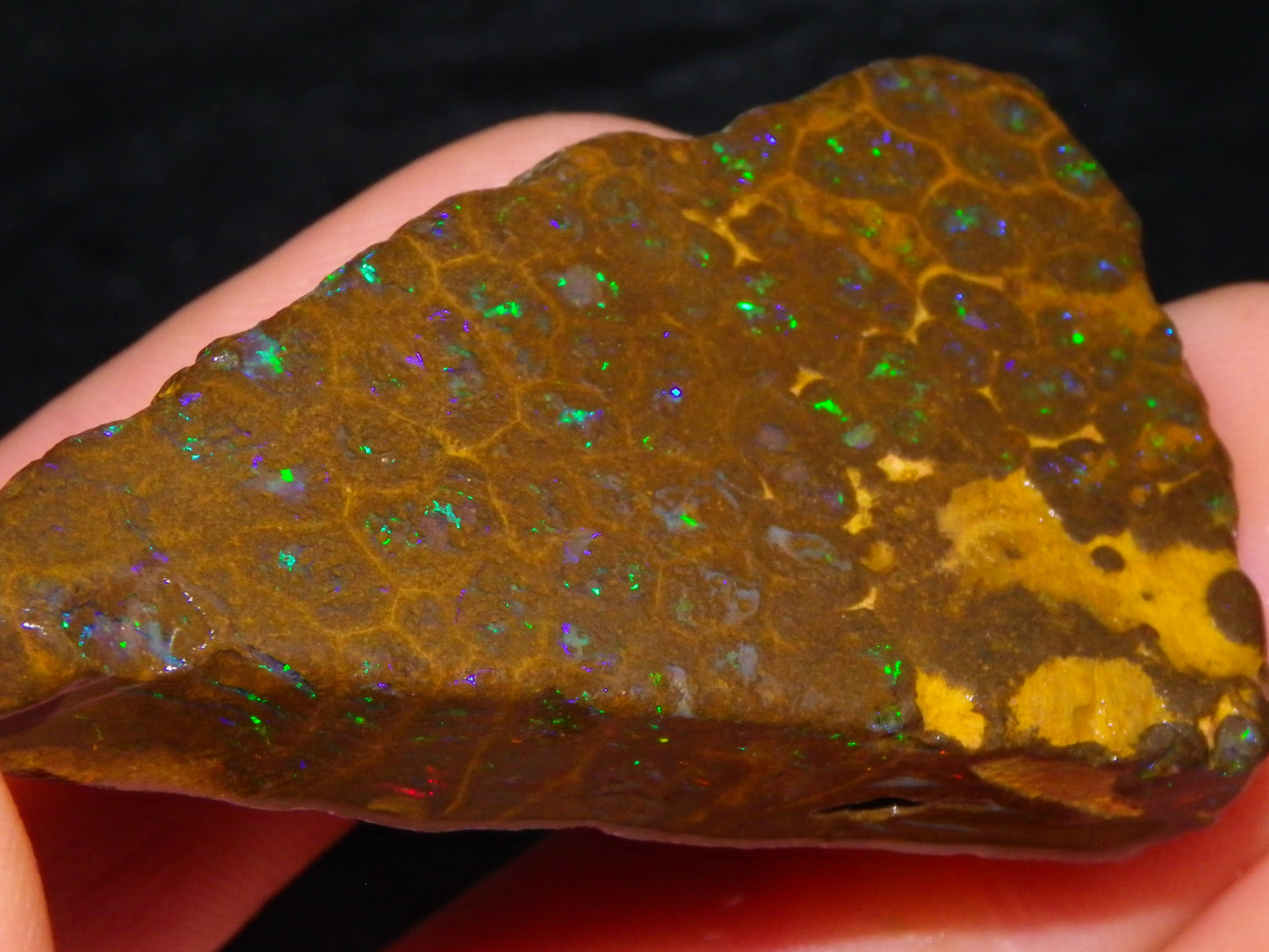 Nice Rubbed/Rough Opalton Gem Matrix Opal 149.5cts Greens/Orange Fires Australia