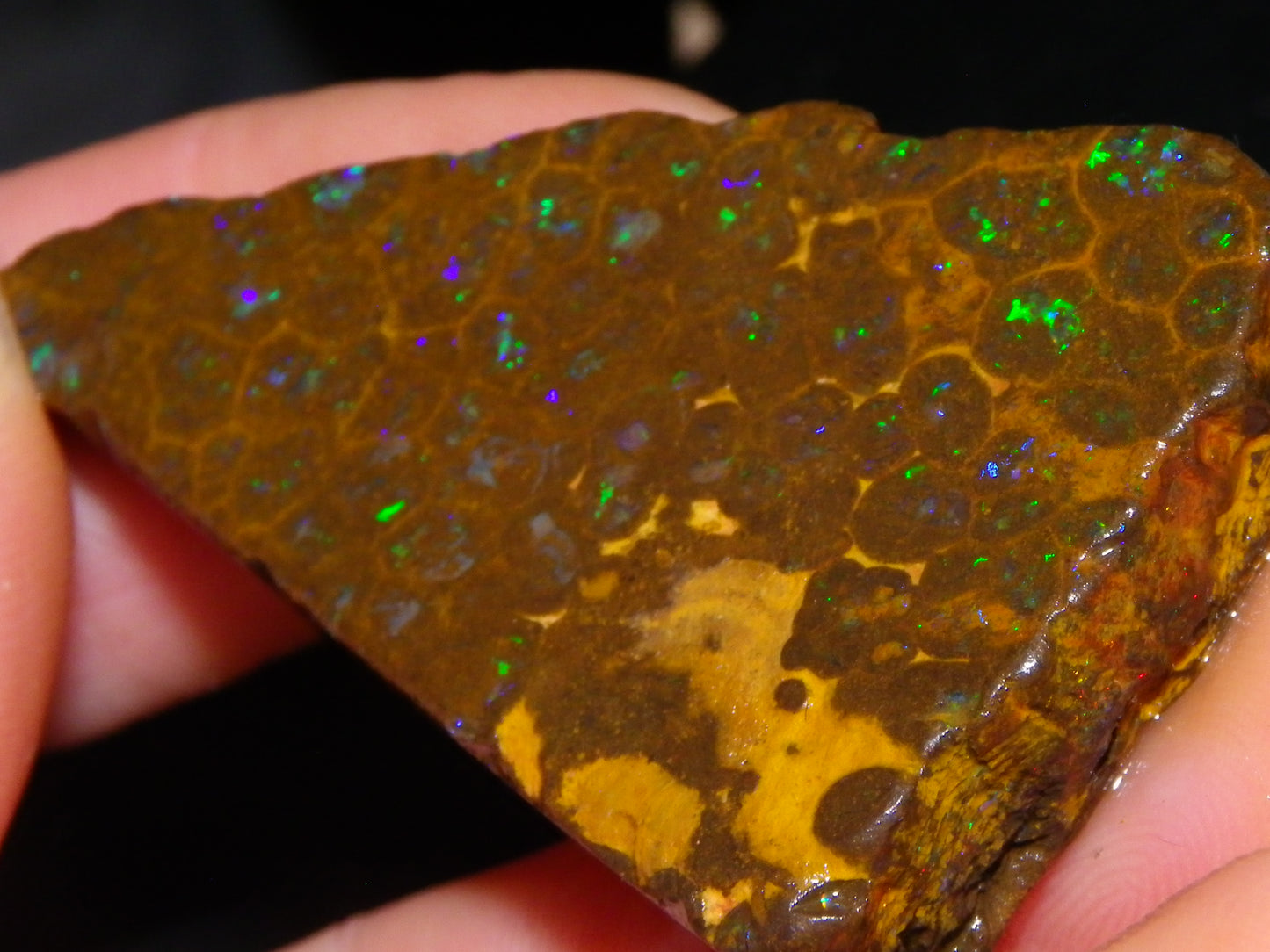 Nice Rubbed/Rough Opalton Gem Matrix Opal 149.5cts Greens/Orange Fires Australia
