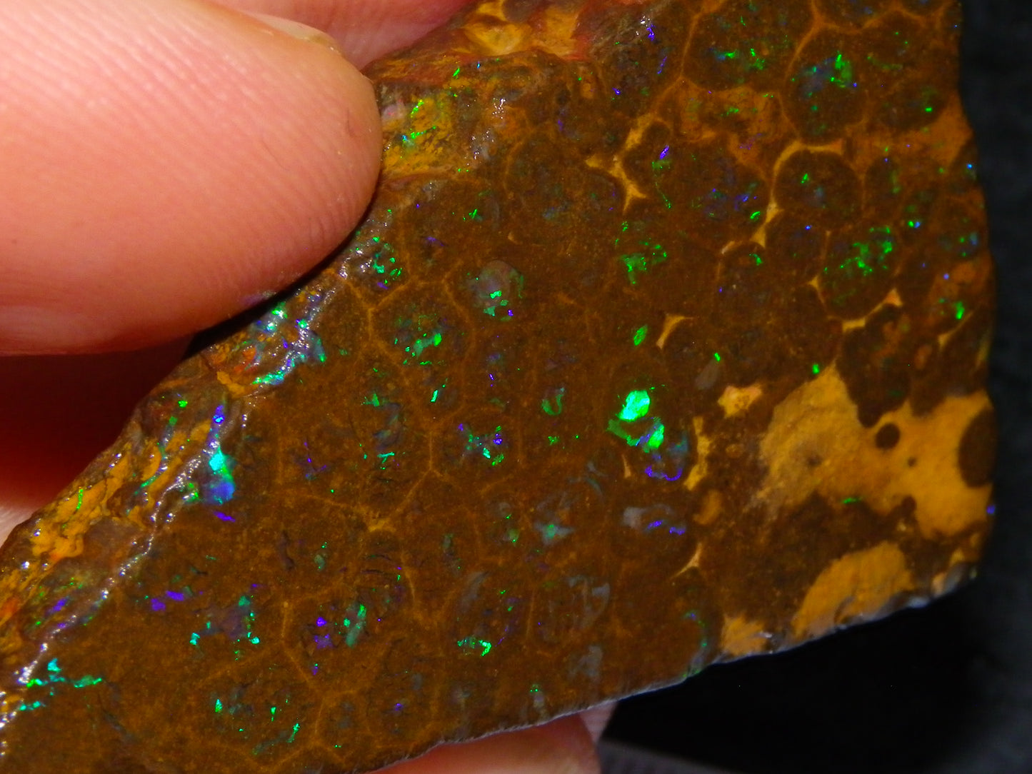 Nice Rubbed/Rough Opalton Gem Matrix Opal 149.5cts Greens/Orange Fires Australia