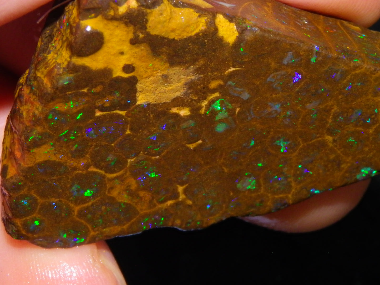 Nice Rubbed/Rough Opalton Gem Matrix Opal 149.5cts Greens/Orange Fires Australia