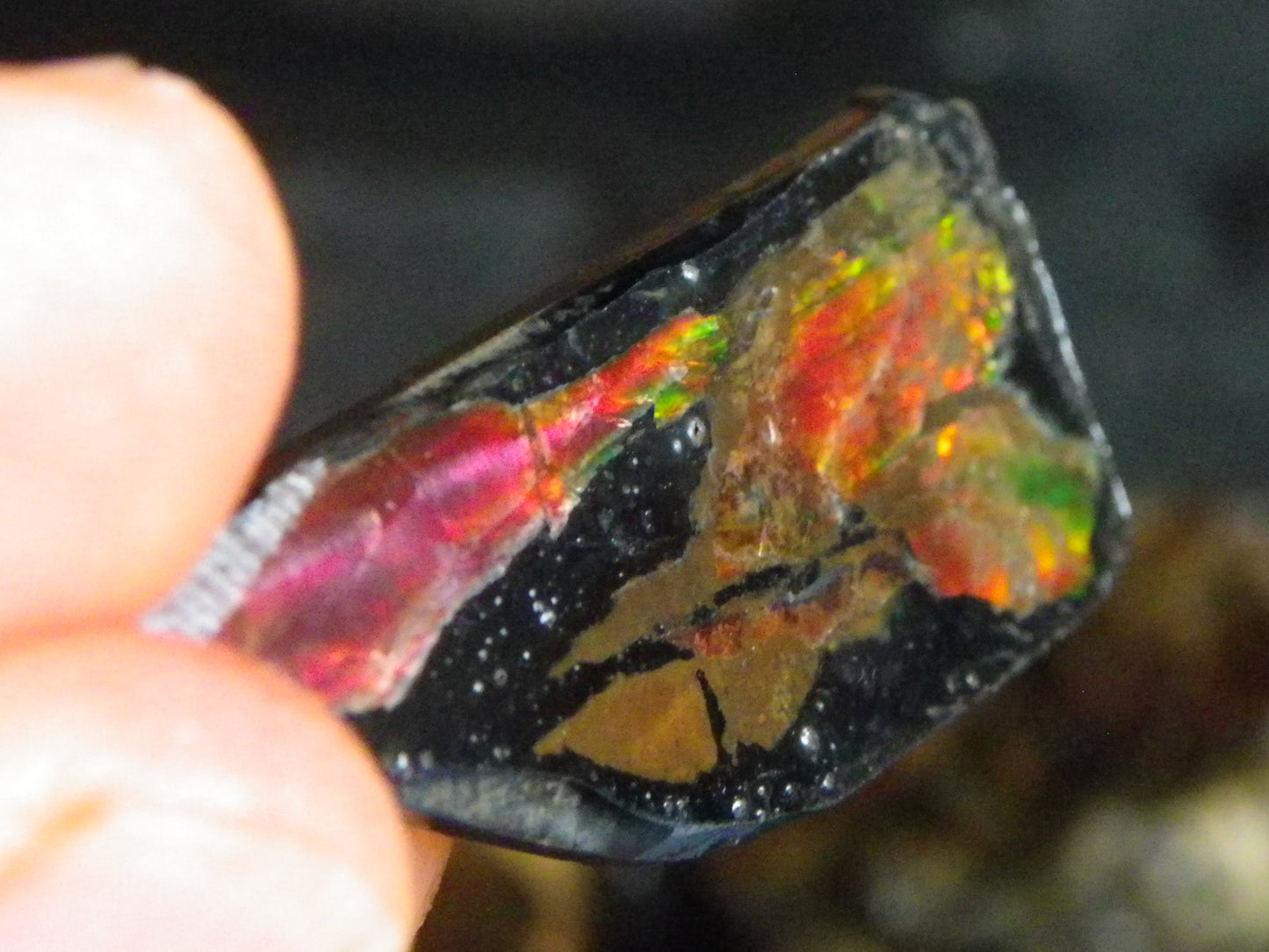 Nice Ammolite Rough/specimen Parcel 360cts Some Red/Green/Gold Colours Canada