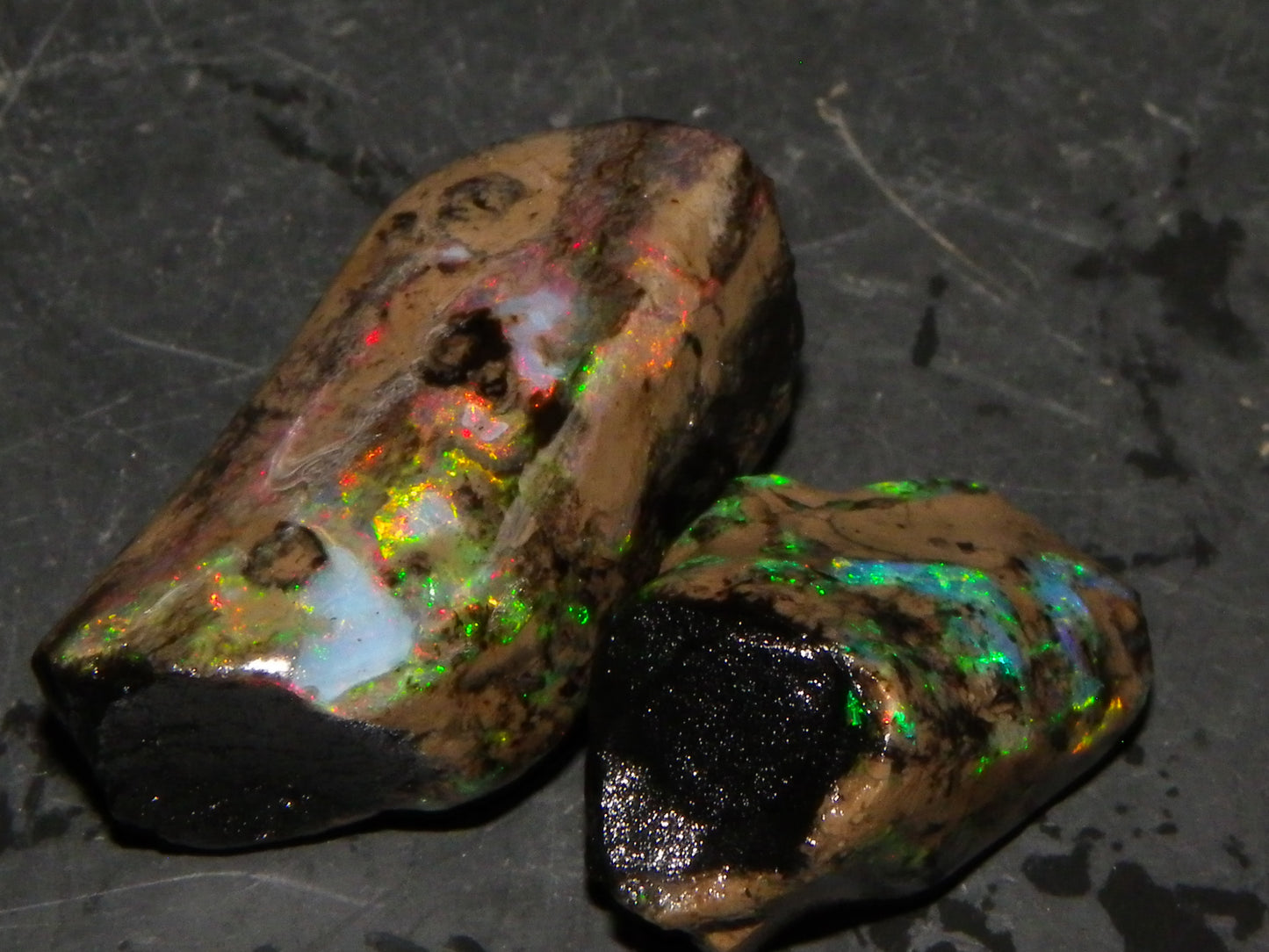 2 Nice Quality Indonesian Fossil Opal Specimens 41.3cts Bright Fires Green/Reds