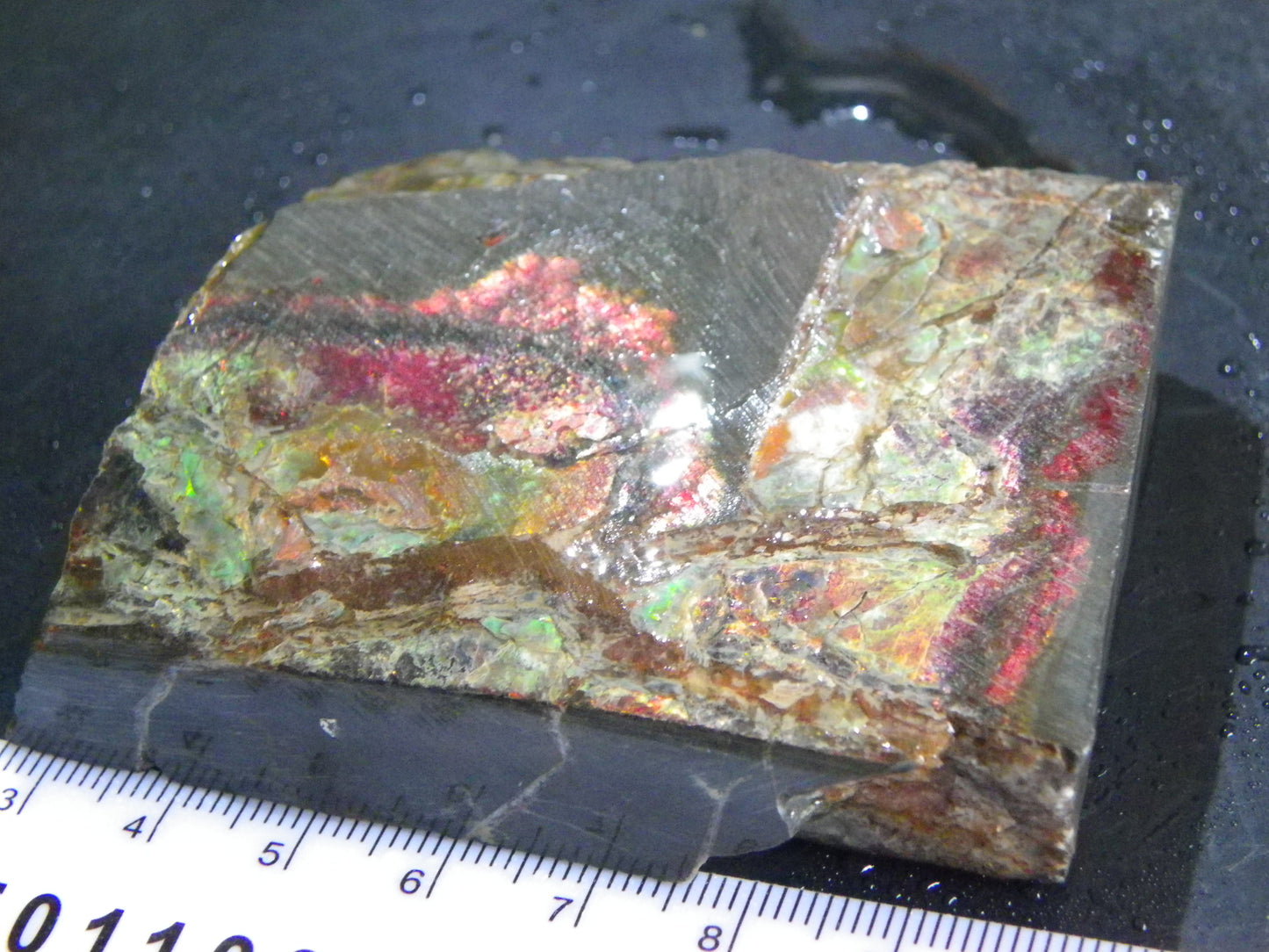 Nice Quality Ammolite Specimen 827cts Alberta/Canada Red/Green/Golds :)