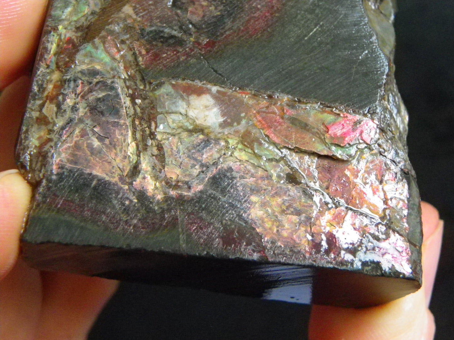 Nice Quality Ammolite Specimen 827cts Alberta/Canada Red/Green/Golds :)